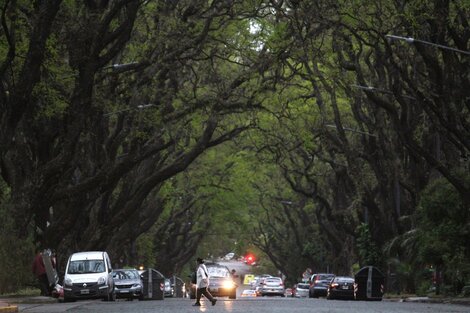 La Justicia ordenó que el Gobierno porteño suspenda la poda y la tala de árboles