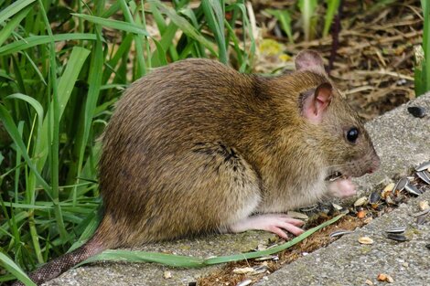 Londres, invadida por las ratas