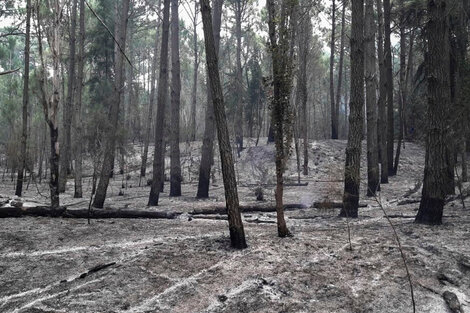 Incendios forestales: hay más de diez focos activos en diferentes provincias del país  