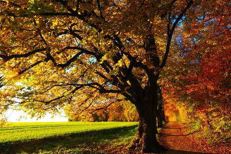 ¿Cuándo empieza el otoño? Una estación que no comienza cuando todos creen