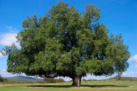 Coronavirus: Bill Gates financia una vacuna que utiliza una sustancia clave del árbol mapuche Quillay