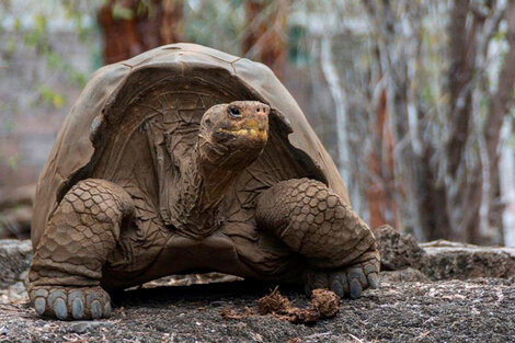 Llevaban 185 tortugas en una valija y los descubrieron