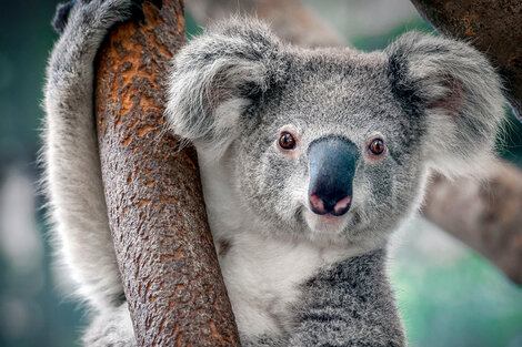 Australia quiere crear un "súper koala"