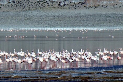 La Reserva de Laguna Blanca: un tesoro de la puna de Catamarca