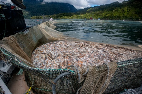 Catástrofe ambiental": en Chile reportan la muerte de más de 5 mil toneladas de salmones | Un combo explosivo de cambio climático y la industria salmonera | Página|12