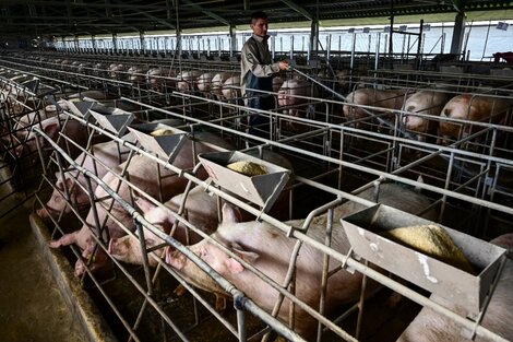 La peste porcina amenaza de nuevo a China