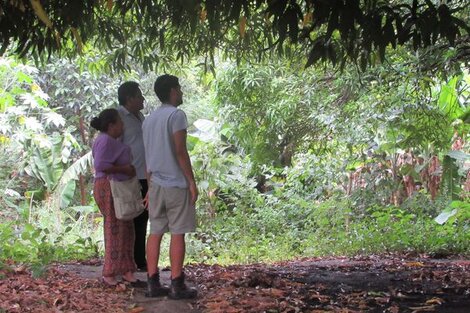 Buscan mediante viveros preservar el uso de las plantas medicinales