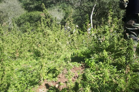 Allanan una finca que tenía una plantación de marihuana