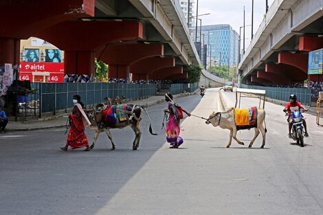 India: se popularizó la práctica de cubrirse con estiércol de vaca contra el coronavirus