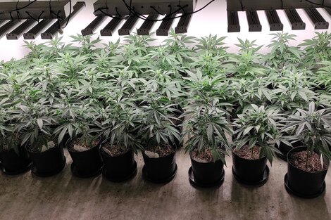 Foto: Cultivo experimental del CIM-Conicet-UNLP. Gentileza UNLP 