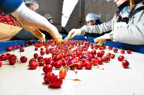 Exportación de cerezas a China: una oportunidad de ampliar mercados