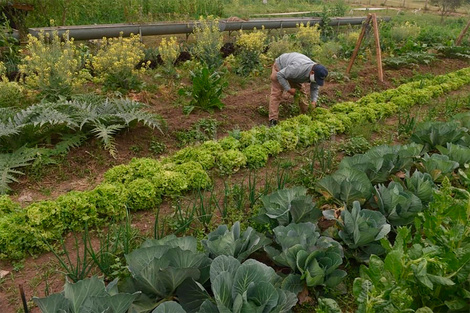 De raíz, cambios en la producción de alimentos y la distribución de la tierra