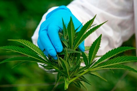 El Gobierno presentará un proyecto para el desarrollo de la industria del cannabis medicinal