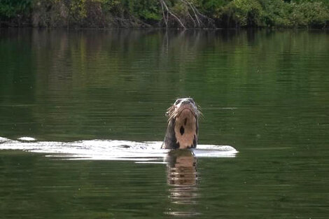 La nutria gigante avistada en una laguna a orillas del río Bermejo, en el Parque Nacional El Impenetrable (Chaco).