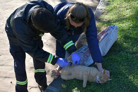 Un caso de rabia en Coronel Suárez