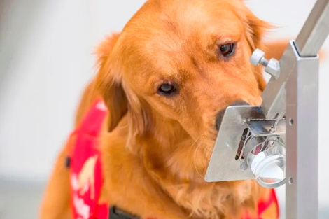 Un estudio reveló que el olfato canino es muy fiable para detectar covid