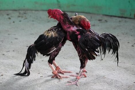 Quieren legalizar las riñas de gallos