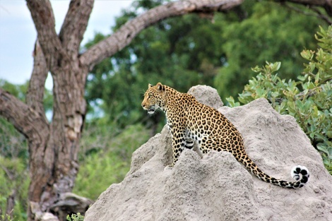 Hallaron una exótica pareja de leopardos de Persia