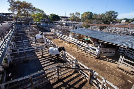 Exportación de carne: el campo extenderá el lockout hasta el próximo miércoles