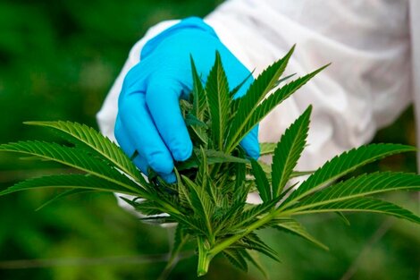 La cadena de producción de cannabis será regulada por el Estado.