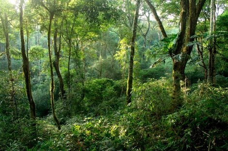 Los guardianes del bosque, fundamentales contra el cambio climático