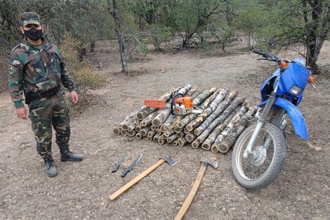 Secuestraron madera de palo santo, una especie protegida 