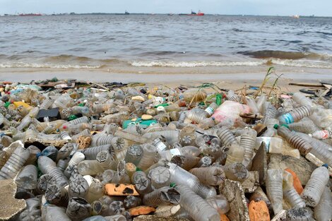 Advierten sobre la creciente amenaza de los desechos plásticos para las especies marinas 