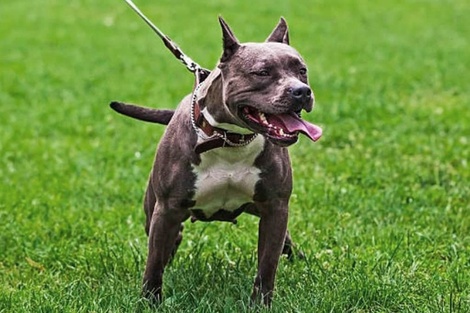 Un policía le pegó dos tiros a un pitbull que entró a su casa, provocó destrozos y mató a su perro