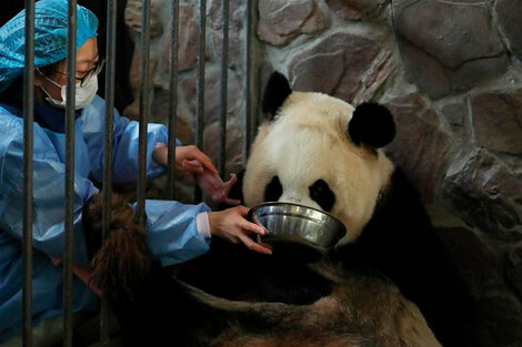 Nacieron osos panda mellizos en un zoológico de Japón