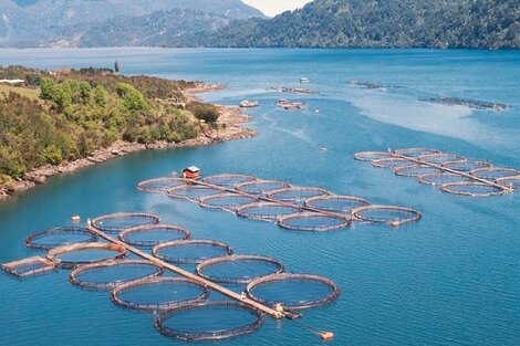 Histórico: Argentina se convirtió en el primer país del mundo en prohibir la cría de salmones