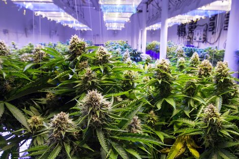 Comenzó el tratamiento del proyecto de regulación de la producción de cannabis y derivados