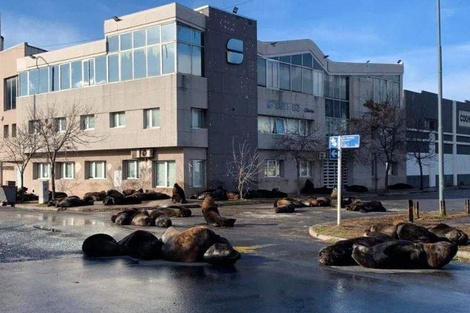 Los lobos marinos invadieron las calles del puerto de Mar del Plata