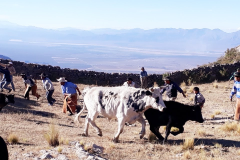 Cafayate: campesinos acusan a un vecino que los denunció por abigeato 