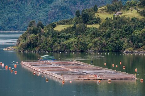 Polémica por la cría de salmones