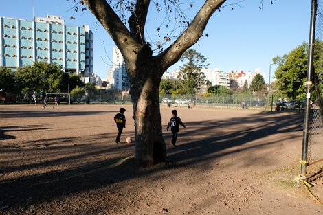 El último potrero porteño: la fábula del árbol en el corner