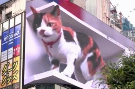 El gato gigante que deslumbra a los habitantes de Tokio