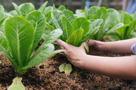 Las "Guardianas de la Tierra" defienden el derecho a comer sano