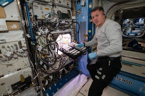 Los astronautas de la Estación Espacial Internacional están cultivando chiles por primera vez 