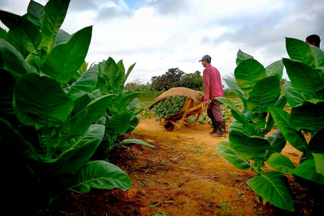 En junio, el precio mayorista del tabaco subió 8,5 por ciento. 