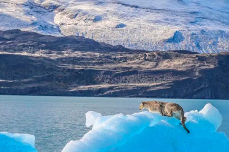 Qué pasó con el puma del iceberg que se volvió viral