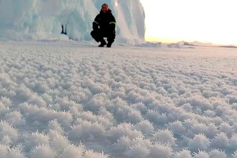 Qué son las "flores de hielo" que aparecieron en la Antártida