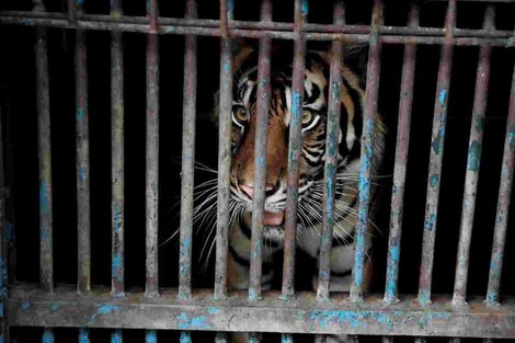Uno de los dos tigres con Covid-19 en un zoo de Yakarta.