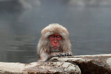 Yakei en la reserva de Takasakiyama, Japón.