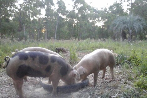 Imputan a la dueña de un cerdo que hirió a dos personas