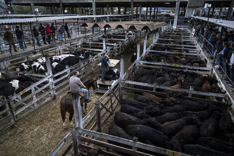 La apertura de las exportaciones de carne, sigue sin resolverse.  (Fuente: NA)