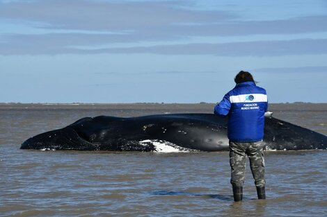 San Clemente del Tuyú: murió una ballena que estaba varada hace una semana 