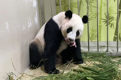 Nació un panda engendrado mediante inseminación artificial