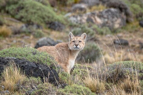 Lanzan una campaña contra la caza de pumas