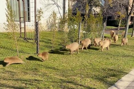 El barrio avanzó sobre una zona que no estaba intervenida y en ese lugar había muchos animales.