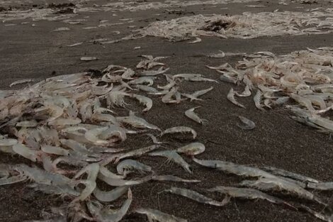 Qué son y cómo llegaron los supuestos "camarones" que cubrieron la Playa Grande de Mar del Plata